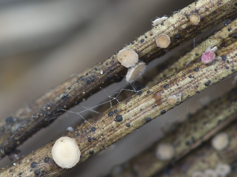 Pseudohelotium pineti